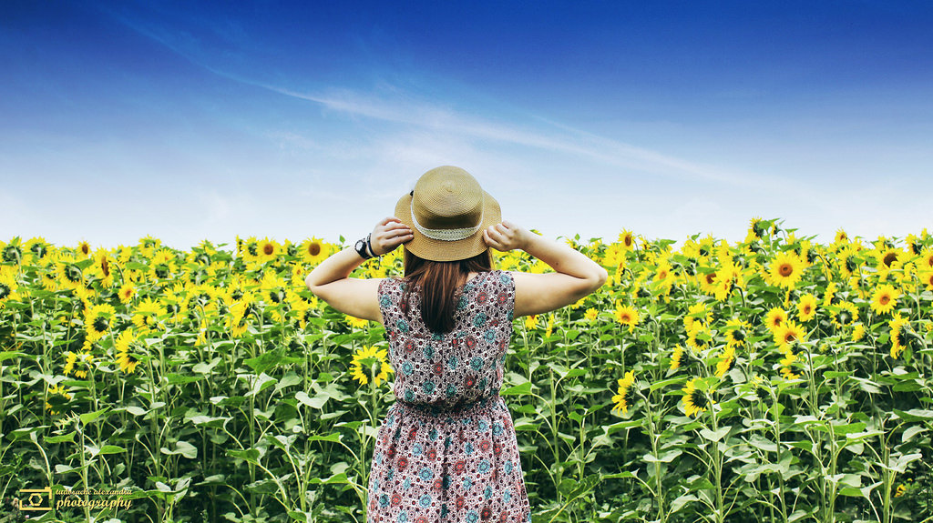 1510Sunflowers2