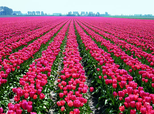 1560Tulips