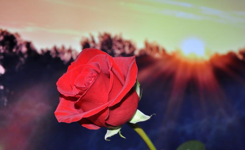 ArticlesRose