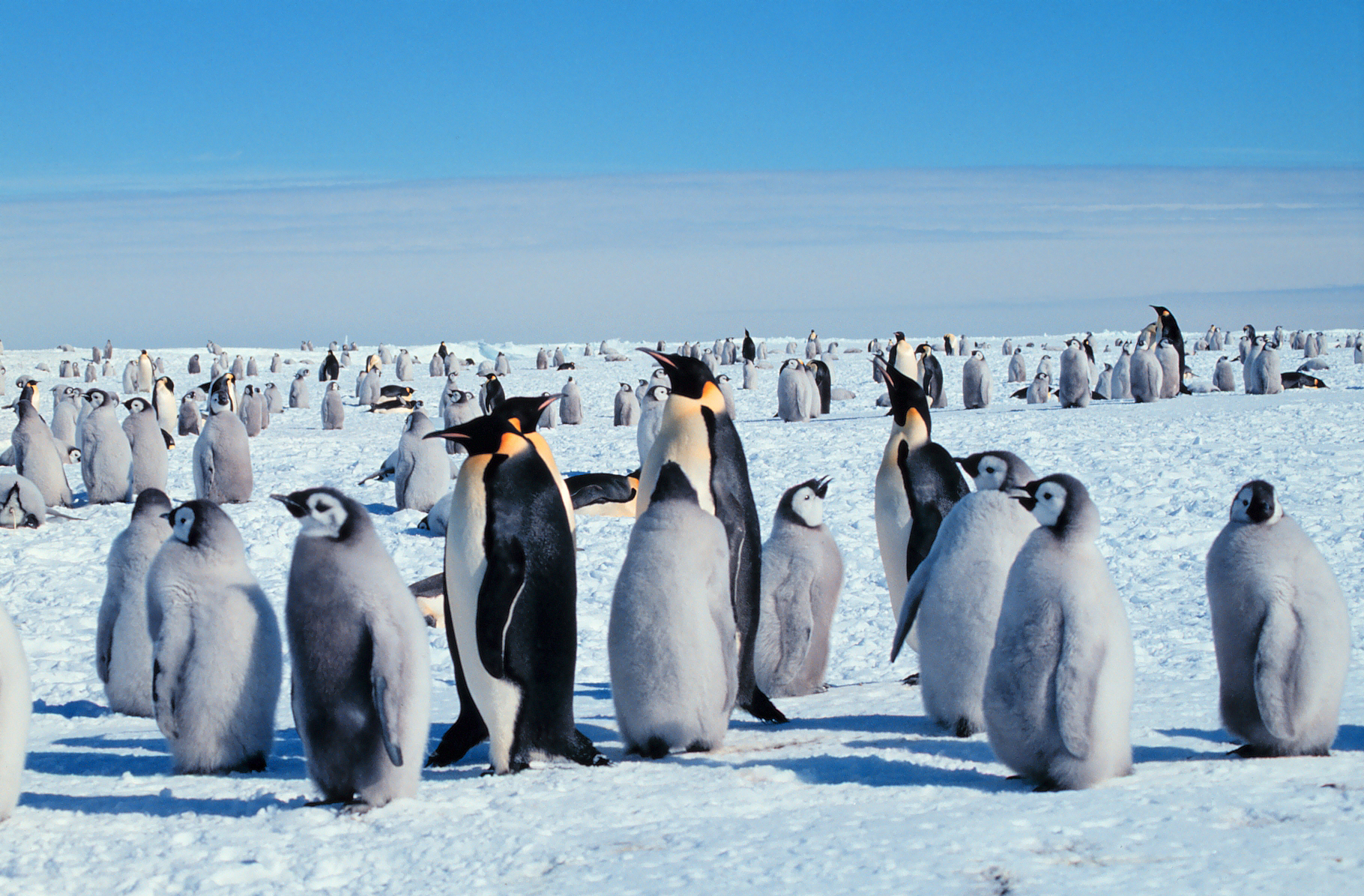 1820Antarctica