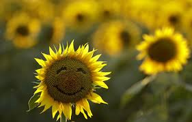 ArticlesWSTSmilingSunflower