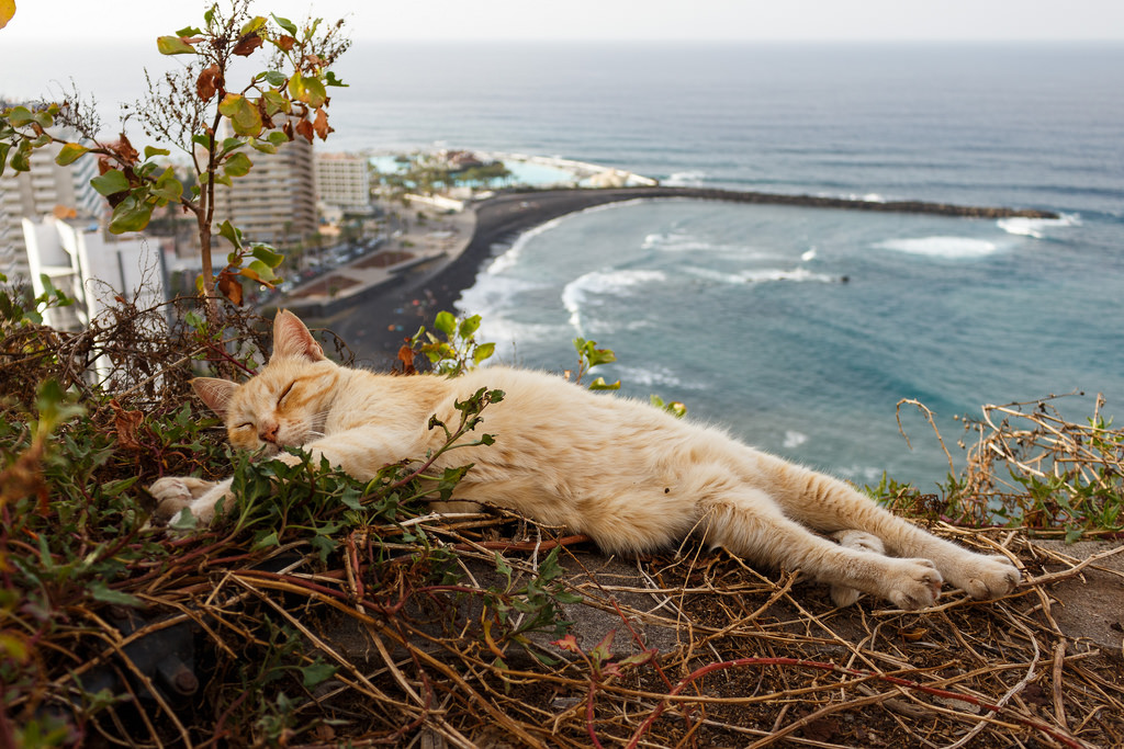 SASPuertoDeLaCruz