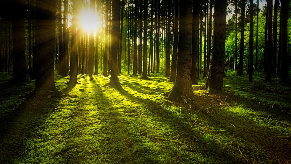 WSTthewoods